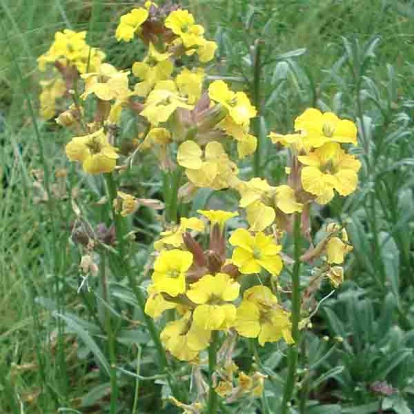 Garten-Goldlack Jubilee Gold - Erysimum (Blüte)