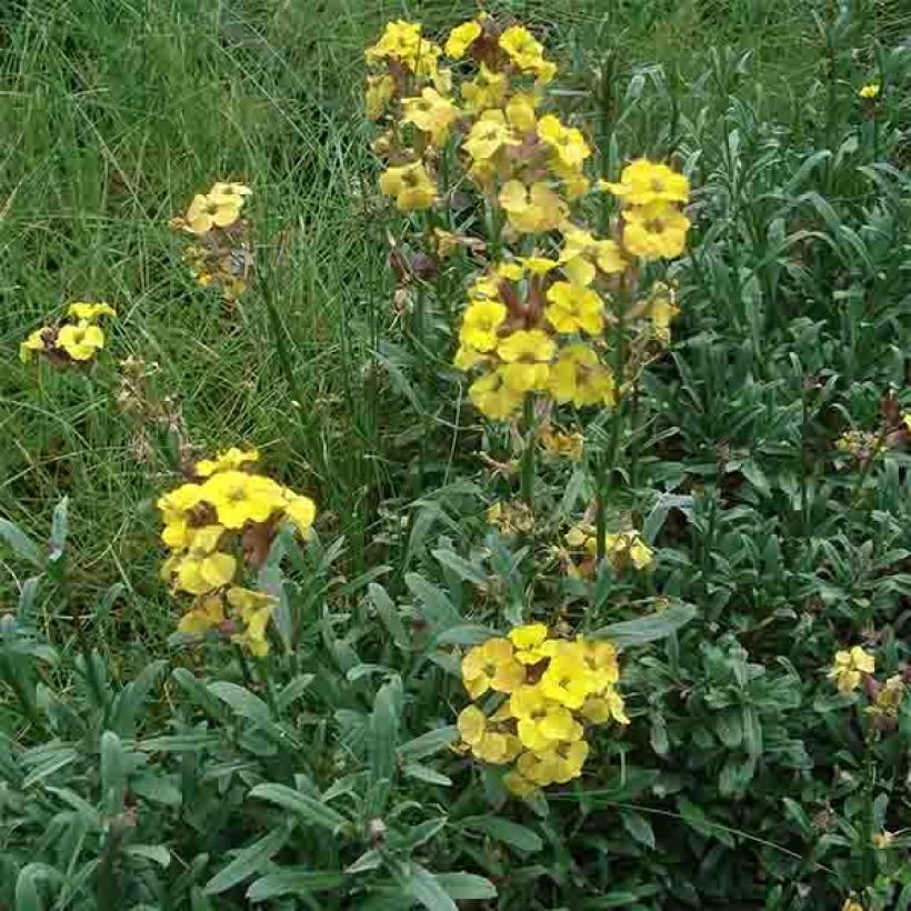 Garten-Goldlack Jubilee Gold - Erysimum (Hafen)