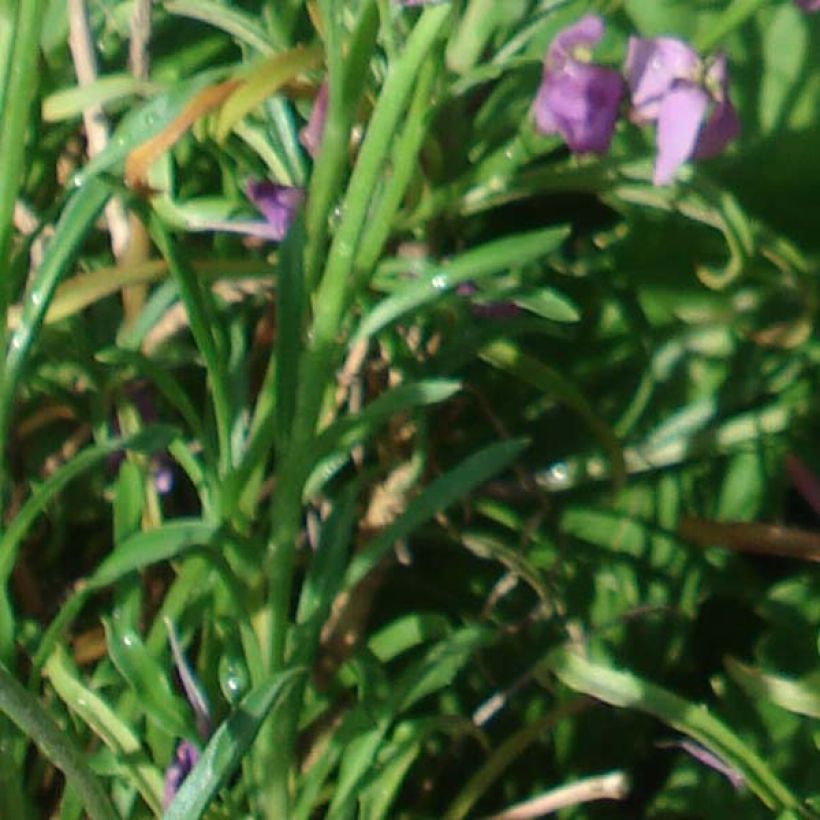 Garten-Goldlack Jenny Brook - Erysimum (Laub)