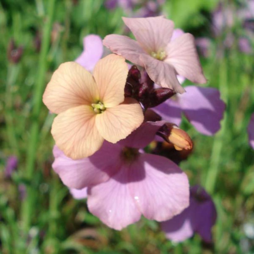 Garten-Goldlack Jenny Brook - Erysimum (Blüte)