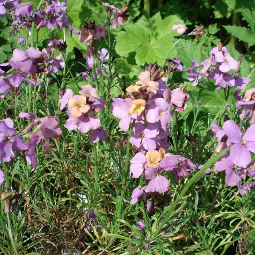 Garten-Goldlack Jenny Brook - Erysimum (Hafen)