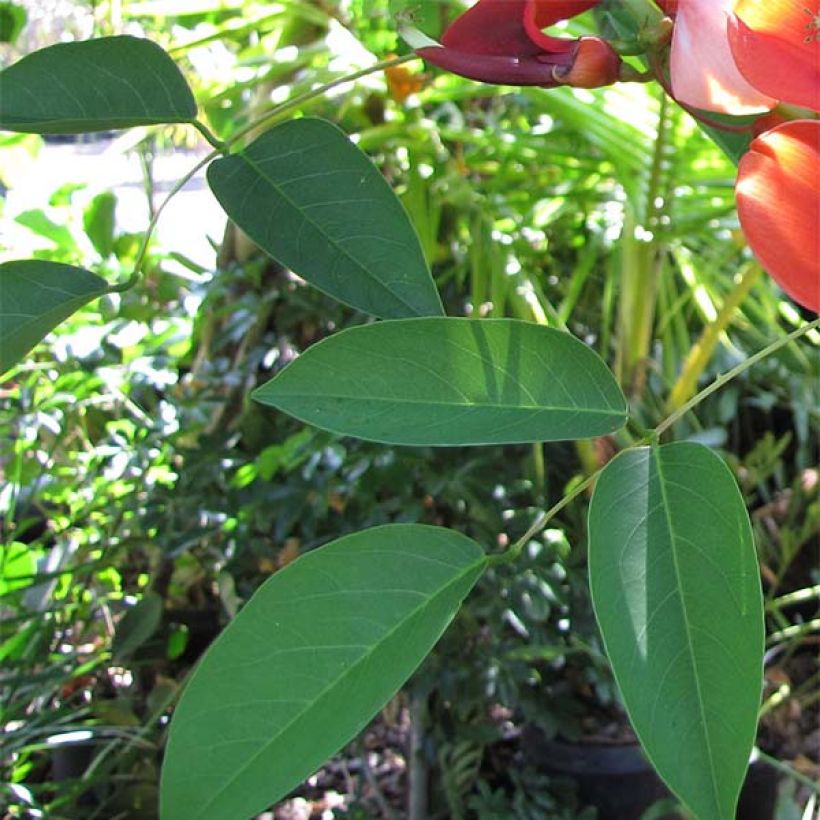 Erythrina crista-galli - Korallenstrauch (Laub)