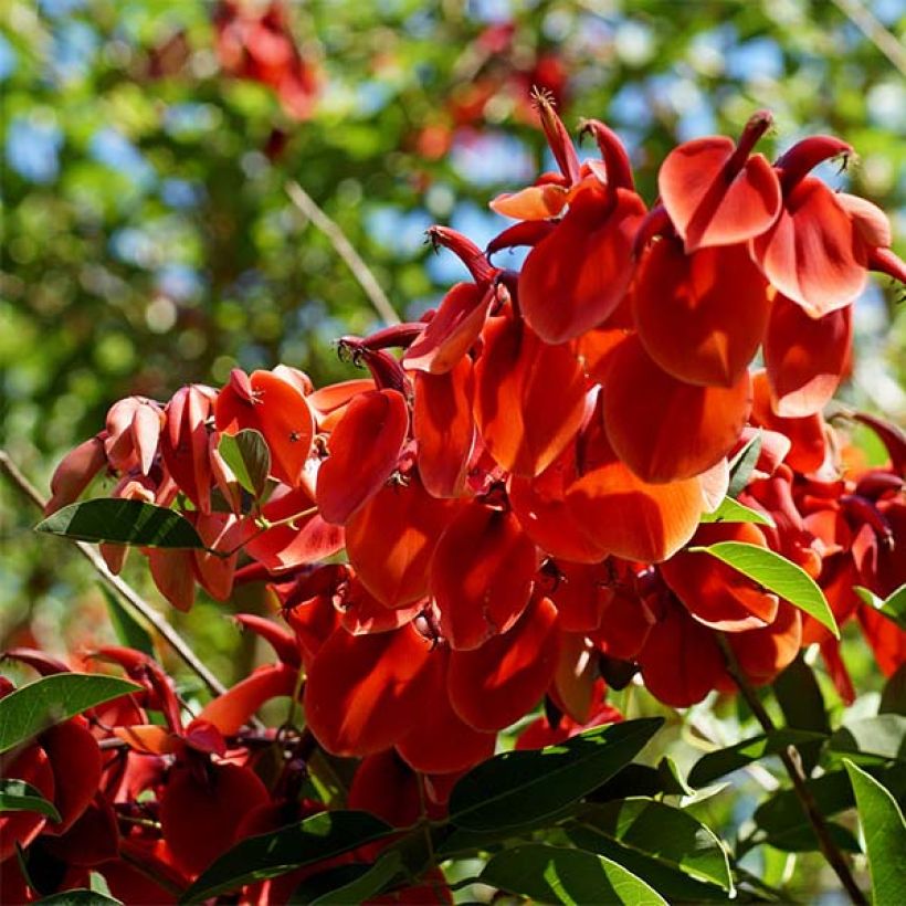 Erythrina crista-galli - Korallenstrauch (Blüte)