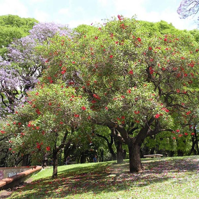 Erythrina crista-galli - Korallenstrauch (Hafen)