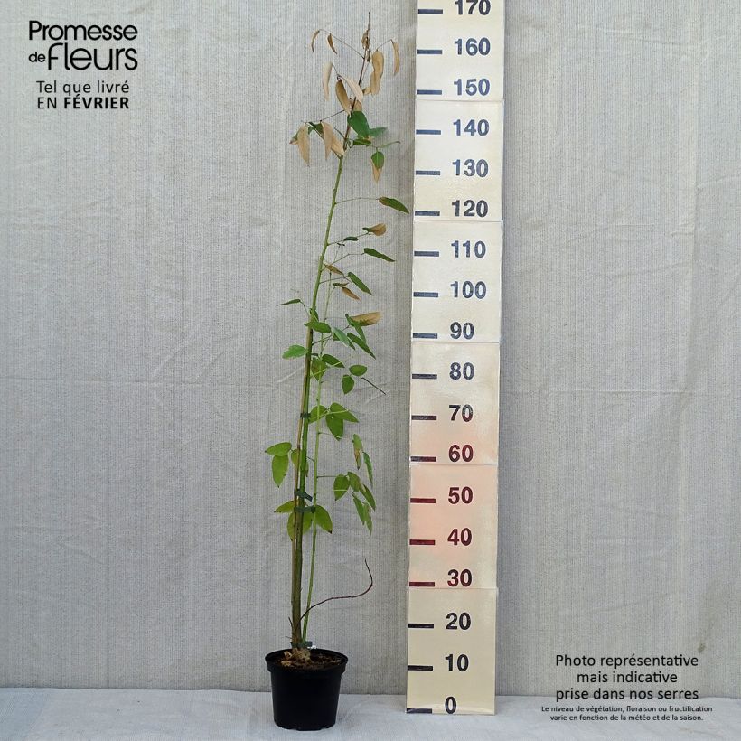 Exemplar von Erythrina crista-galli - Erythrine Crête-de-coq. Pot de 2L/3L wie im Herbst geliefert