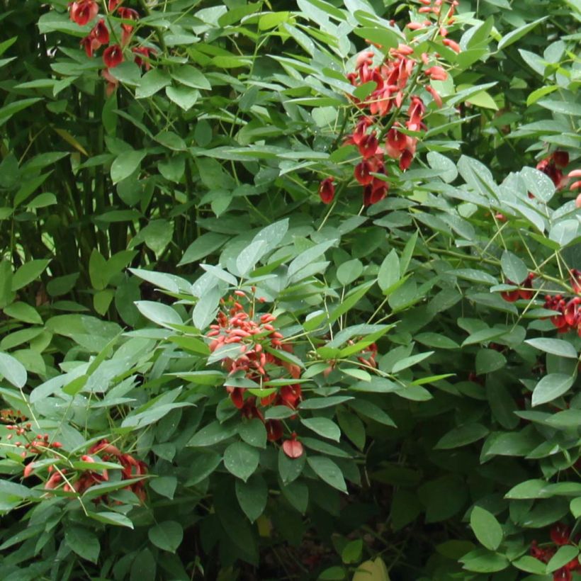 Erythrina crista-galli Compacta - Korallenstrauch (Laub)