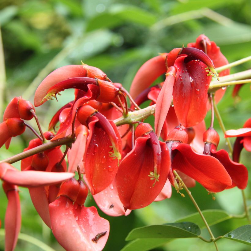 Erythrina crista-galli Compacta - Korallenstrauch (Blüte)