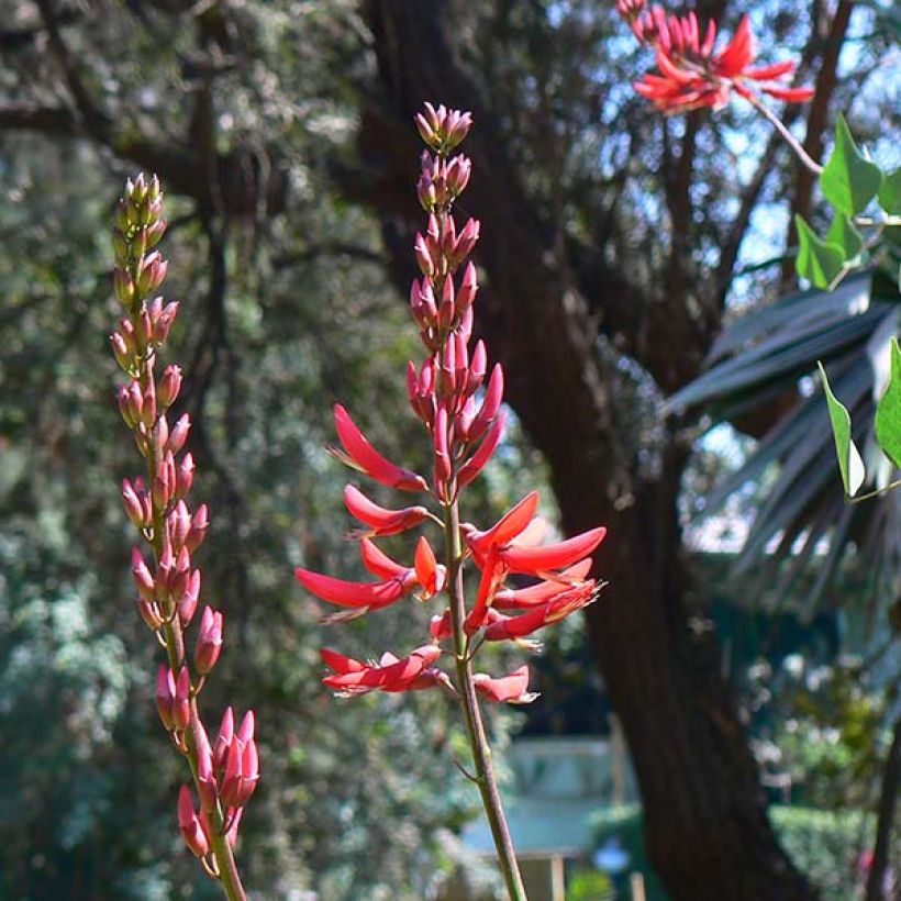 Erythrina bidwillii - Korallenstrauch (Blüte)