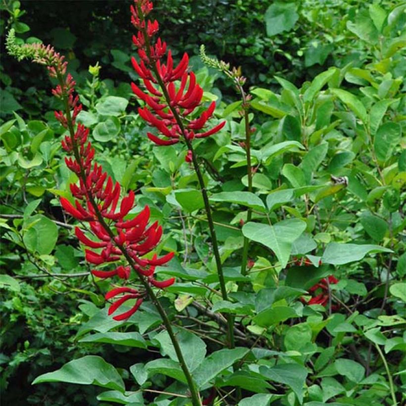 Erythrina bidwillii - Korallenstrauch (Hafen)