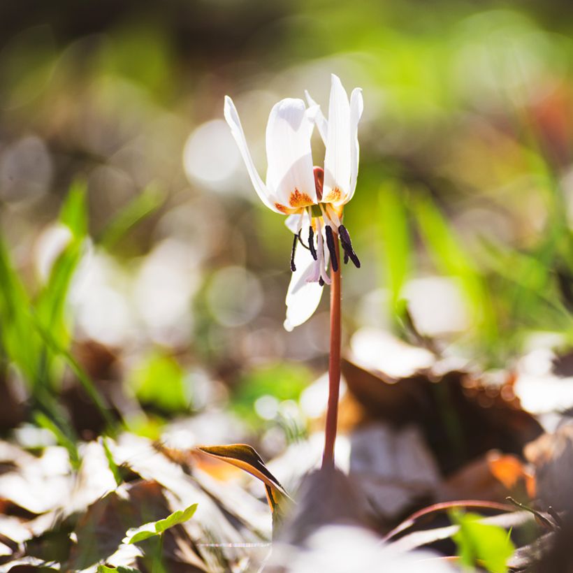 Erythronium tuolumnense White Beauty - Hundszahn (Hafen)