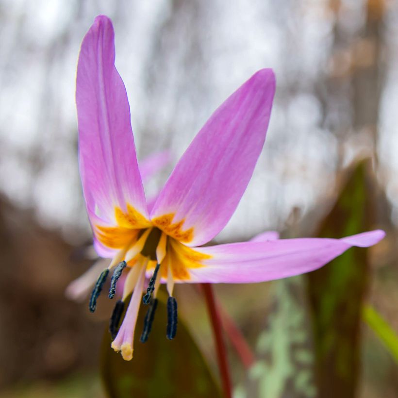 Erythronium dens canis Purple King - Hunds-Zahnlilie (Blüte)