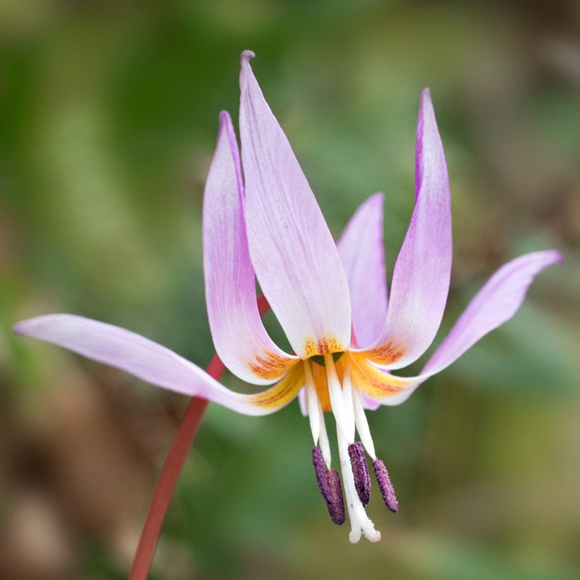 Erythronium dens-canis - Hunds-Zahnlilie (Blüte)