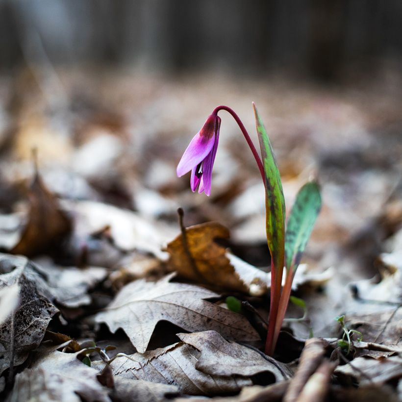 Erythronium dens-canis - Hunds-Zahnlilie (Hafen)