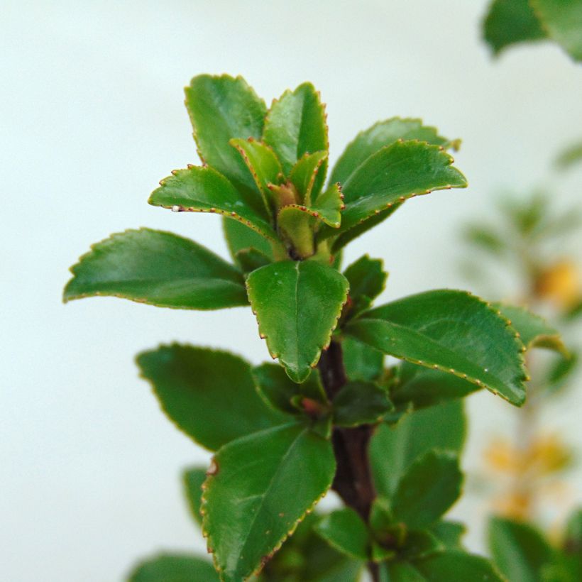 Escallonia Apple Blossom - Andenstrauch (Laub)