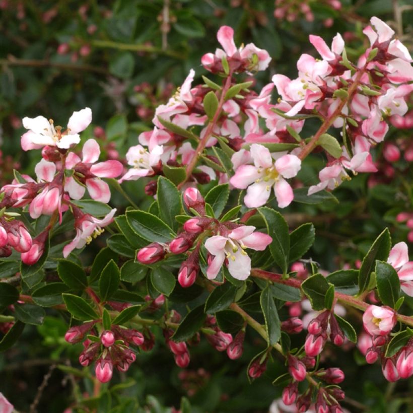 Escallonia Apple Blossom - Andenstrauch (Blüte)