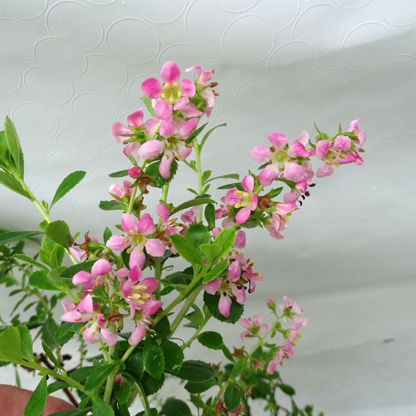 Escallonia Dart's Rosy Red - Andenstrauch (Blüte)