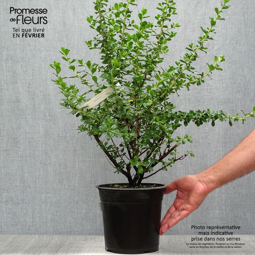 Exemplar von Escallonia Donard Radiance Pot de 3.5L wie im Herbst geliefert