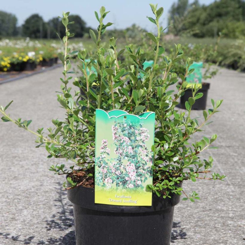 Escallonia Donard Seedling - Andenstrauch (Hafen)