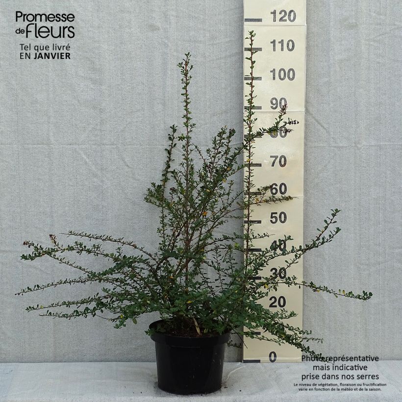 Exemplar von Escallonia Donard Seedling - Andenstrauch wie im Winter geliefert