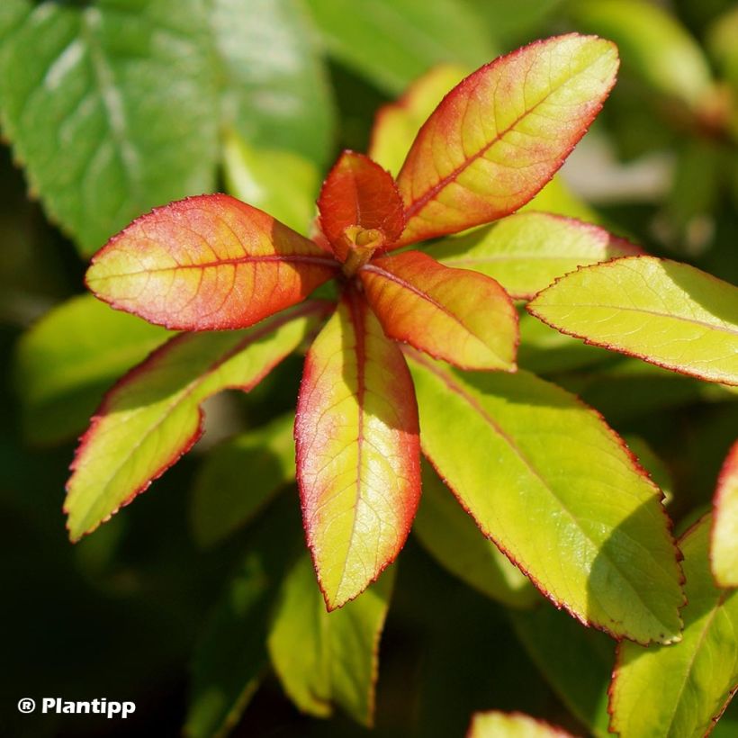 Escallonia Glowing Embers - Andenstrauch (Laub)