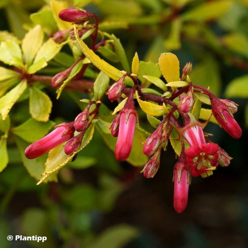 Escallonia Golden Carpet - Andenstrauch (Blüte)