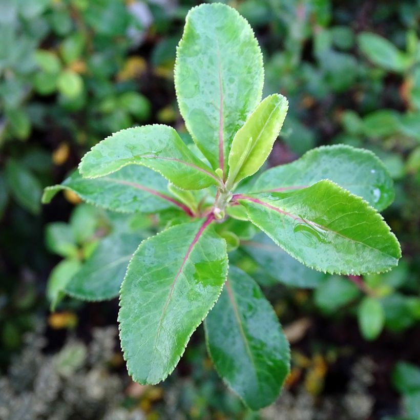 Escallonia Iveyi - Andenstrauch (Laub)