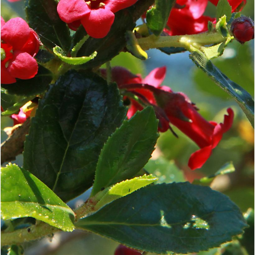 Escallonia compacta Coccinea - Andenstrauch (Laub)