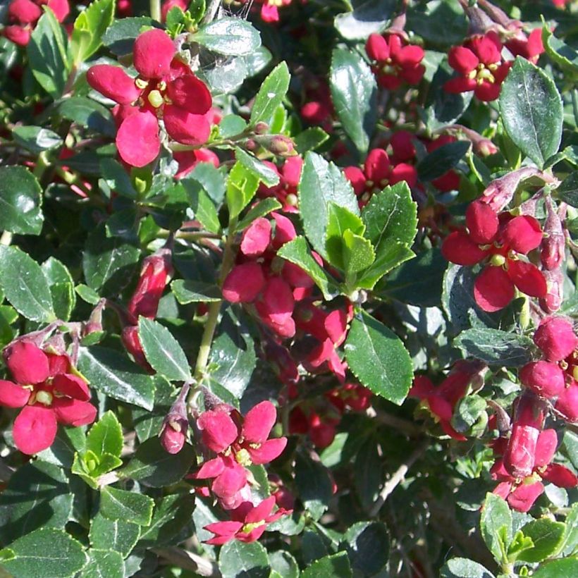 Escallonia Red Dream - Andenstrauch (Blüte)