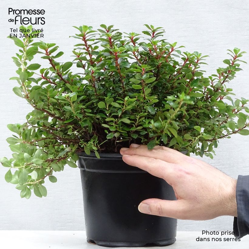 Exemplar von Escallonia hybride Red Dream Pot de 2L/3L wie im Winter geliefert