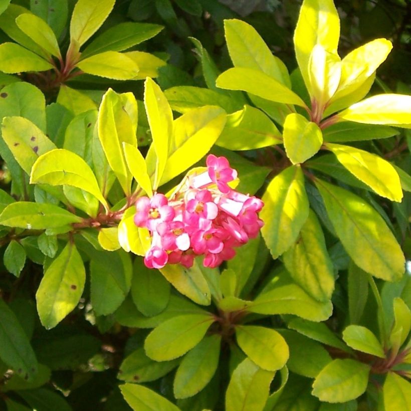 Escallonia laevis Gold Ellen - Andenstrauch (Blüte)