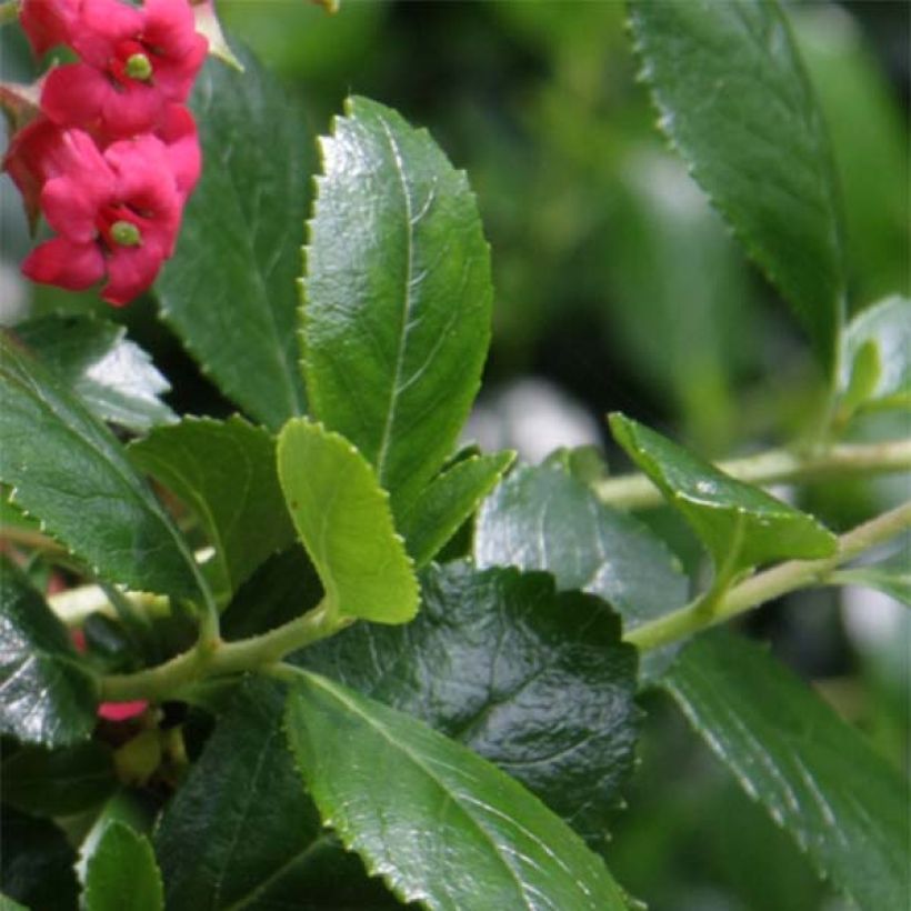 Escallonia rubra var. Macrantha Crimson Spire - Andenstrauch (Laub)