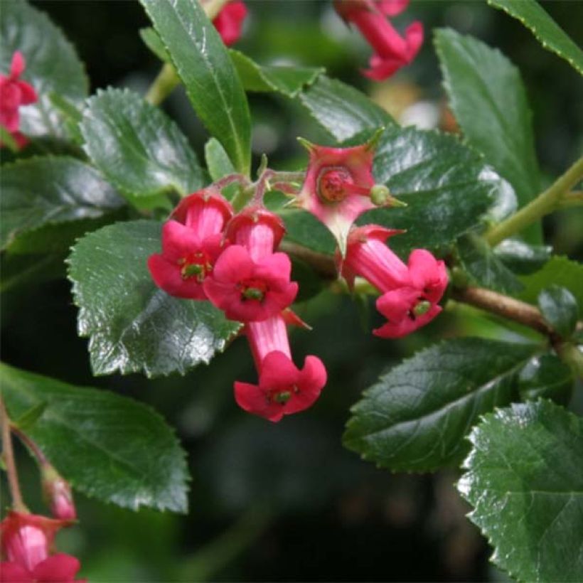 Escallonia rubra var. Macrantha Crimson Spire - Andenstrauch (Blüte)