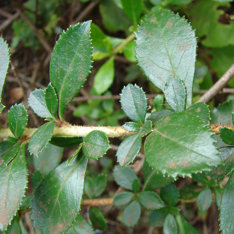 Escallonia rubra var. macrantha - Andenstrauch (Laub)