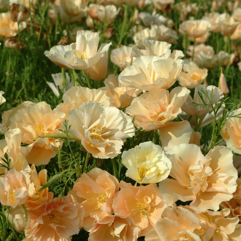 Goldmohn Pink Champagne (Samen) - Eschscholzia californica (Blüte)