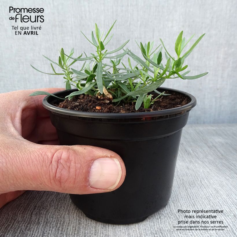 Exemplar von Estragon vrai en plants - Pot de 10 cm/11cm wie im Frühjahr geliefert