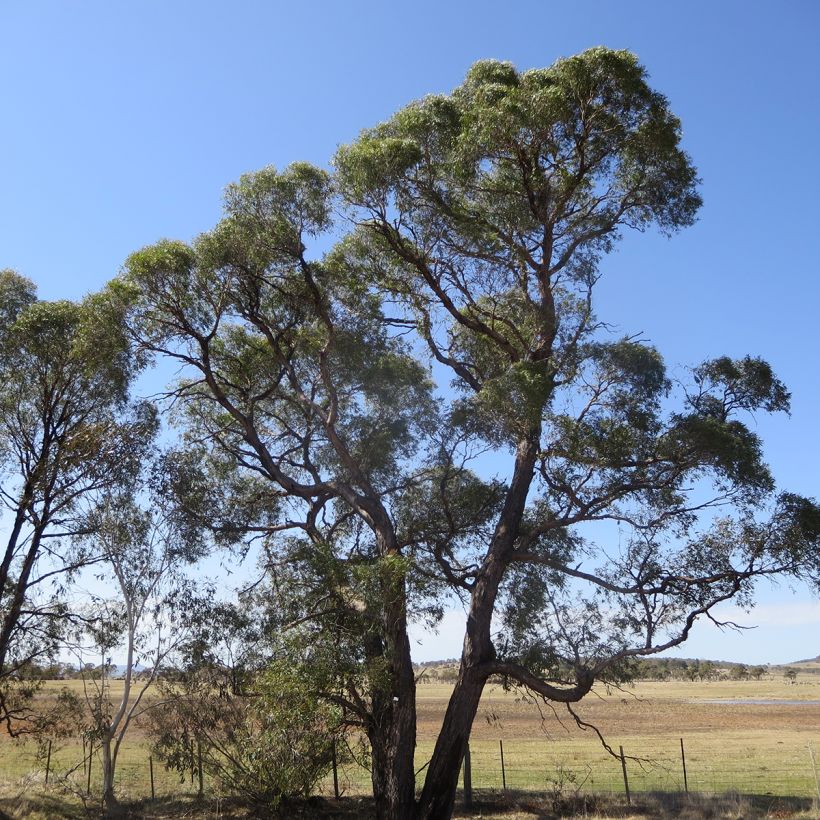 Eucalyptus aggregata - Schwarzer Eukalyptus (Hafen)