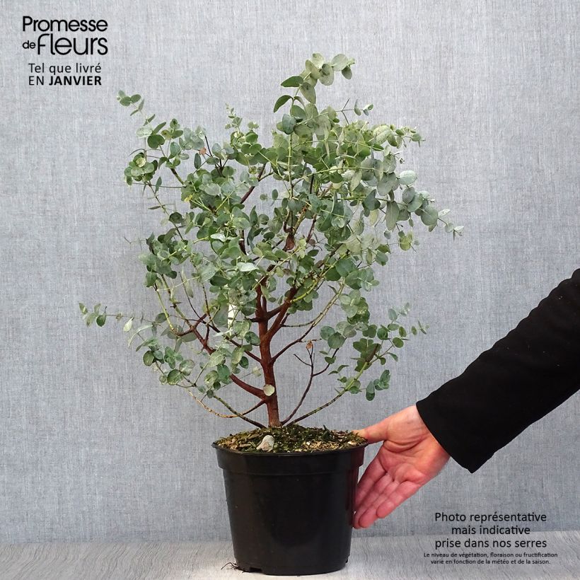 Exemplar von Eucalyptus archeri - Gommier alpin, Eucalyptus d'Archer Pot de 4L/5L wie im Winter geliefert