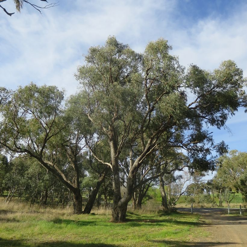 Eucalyptus bridgesiana (Hafen)