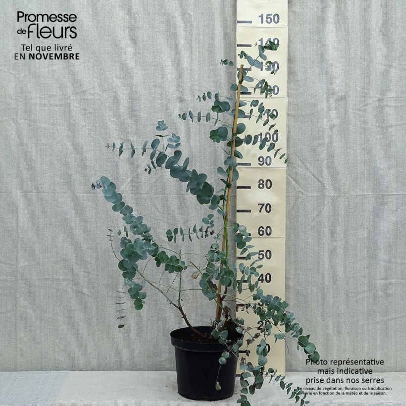 Exemplar von Eucalyptus cinerea Silver Dollar - Gommier cendré Pot de 4L/5L wie im Herbst geliefert