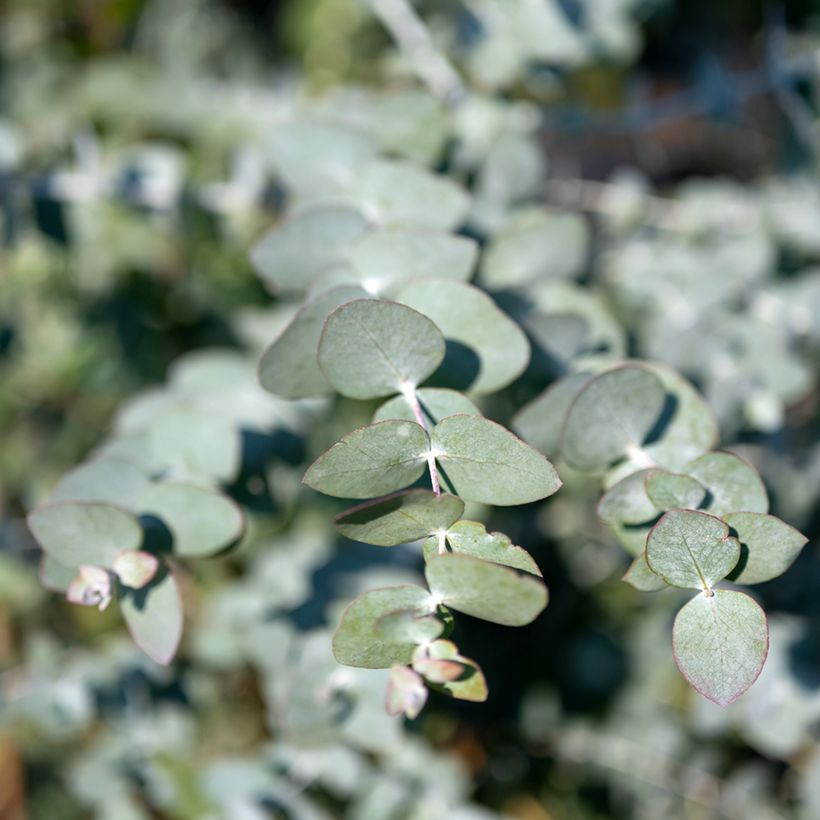 Eucalyptus cinerea Silver Dollar (Laub)