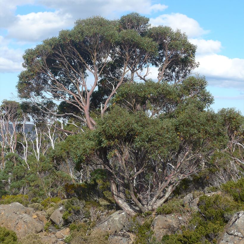 Eucalyptus coccifera Mt Field (Hafen)