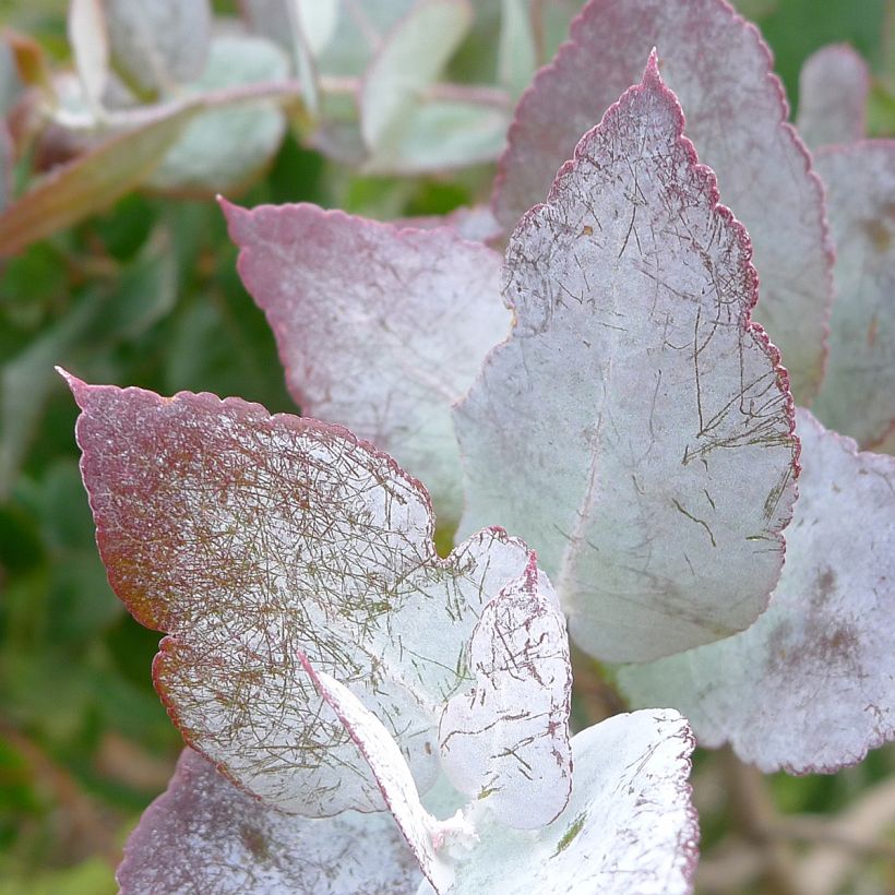 Eucalyptus crenulata (Laub)