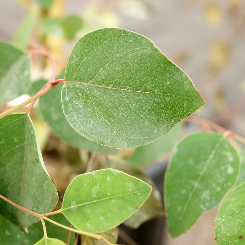 Eucalyptus deanei (Laub)