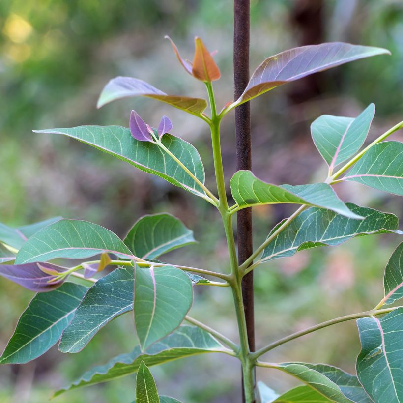 Eucalyptus deglupta - Regenbogen-Eukalyptus (Laub)