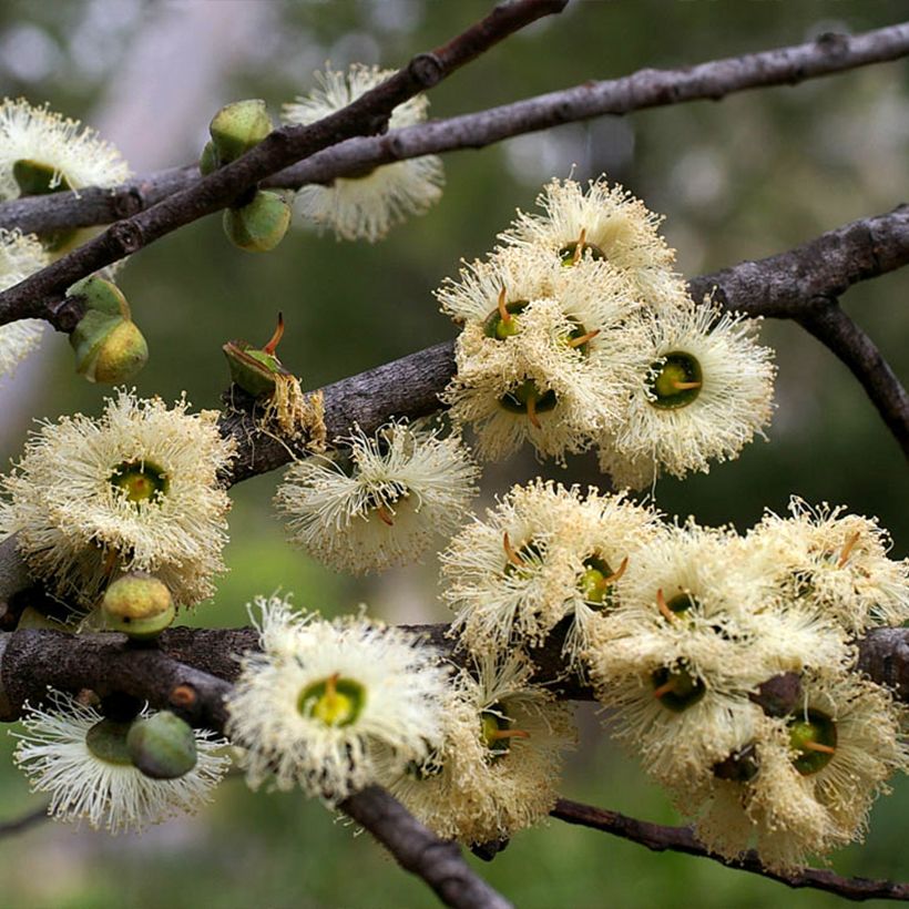 Eucalyptus deuaensis (Blüte)