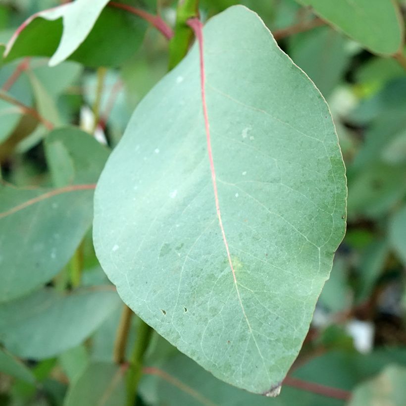 Eucalyptus elliptica (Laub)