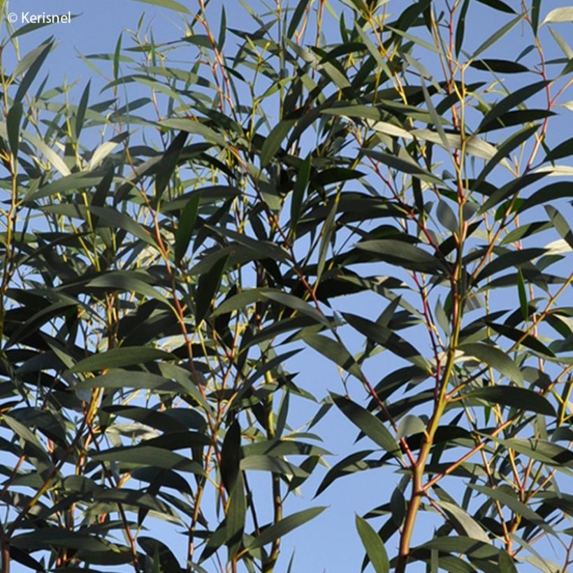 Eucalyptus gregsoniana (Laub)