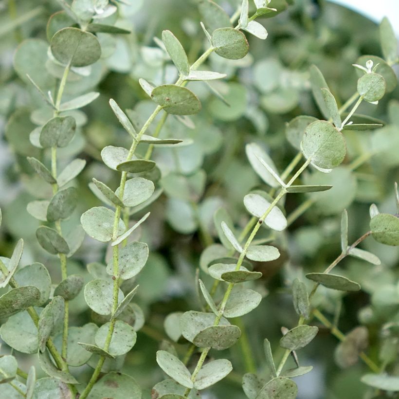 Eucalyptus gunnii Azura Cagire - Mostgummi-Eukalyptus (Laub)