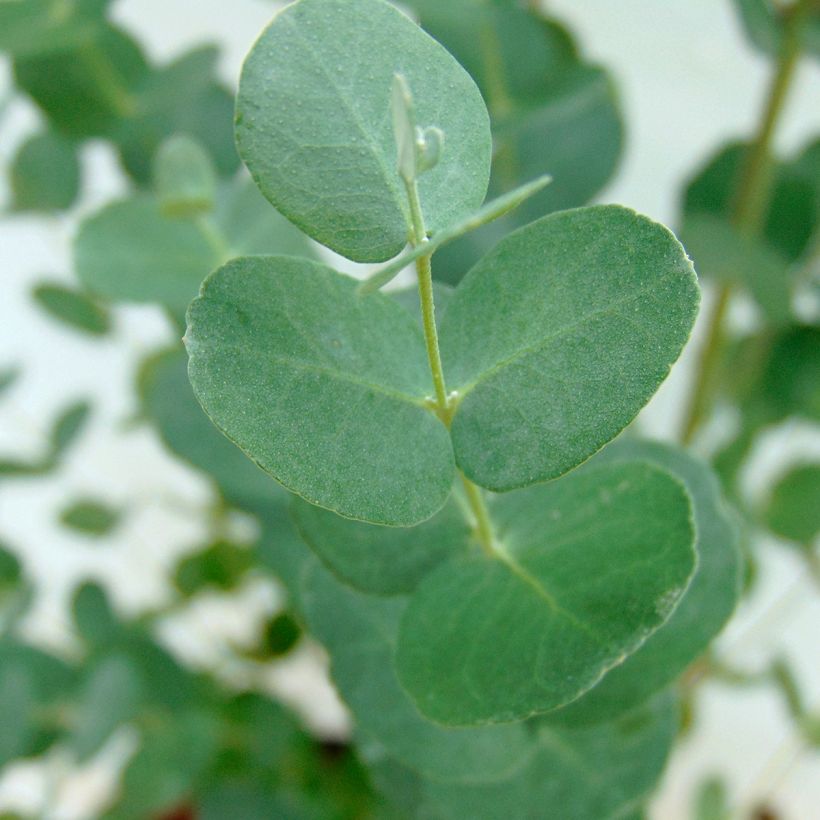 Eucalyptus gunnii - Mostgummi-Eukalyptus (Laub)