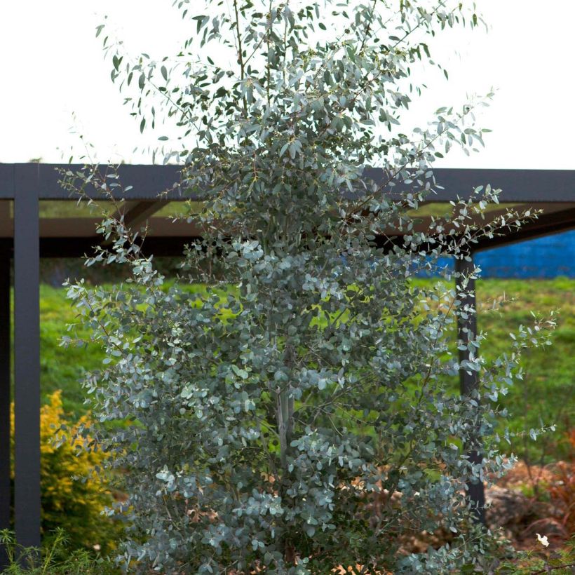 Eucalyptus gunnii Silverana - Mostgummi-Eukalyptus (Hafen)